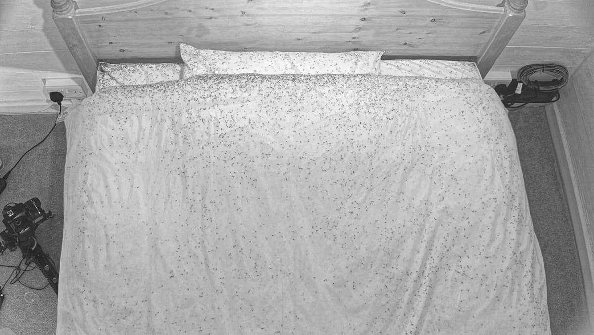 The bed after a night with ExHale: the duvet and pillows covered in bed bug marks.